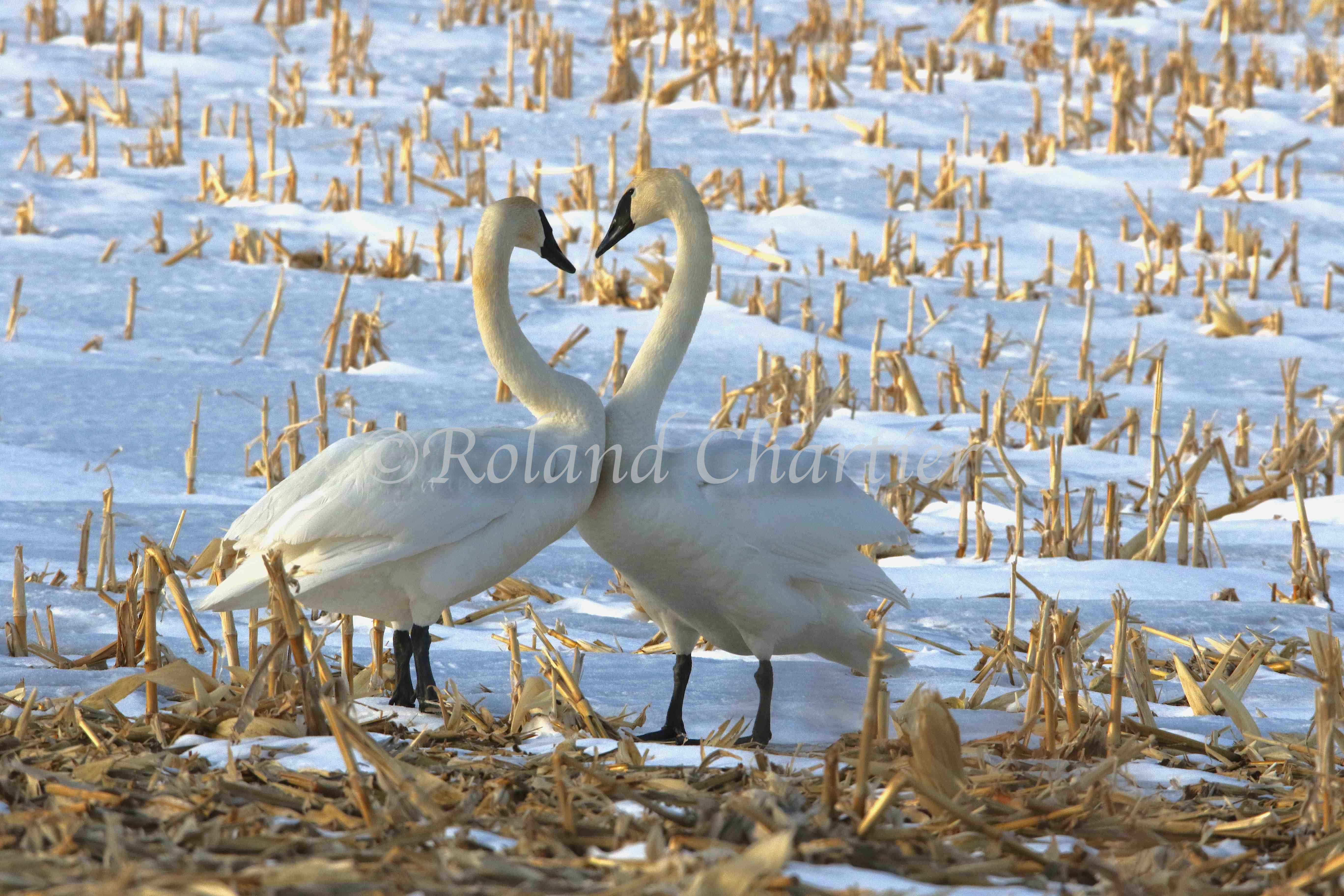 A pair of Swans in a snow covered field with necks creating a heart